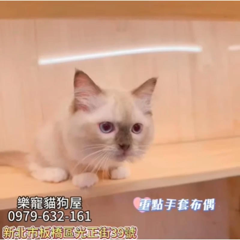重點手套布偶
