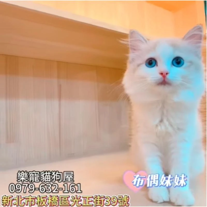 布偶妹妹