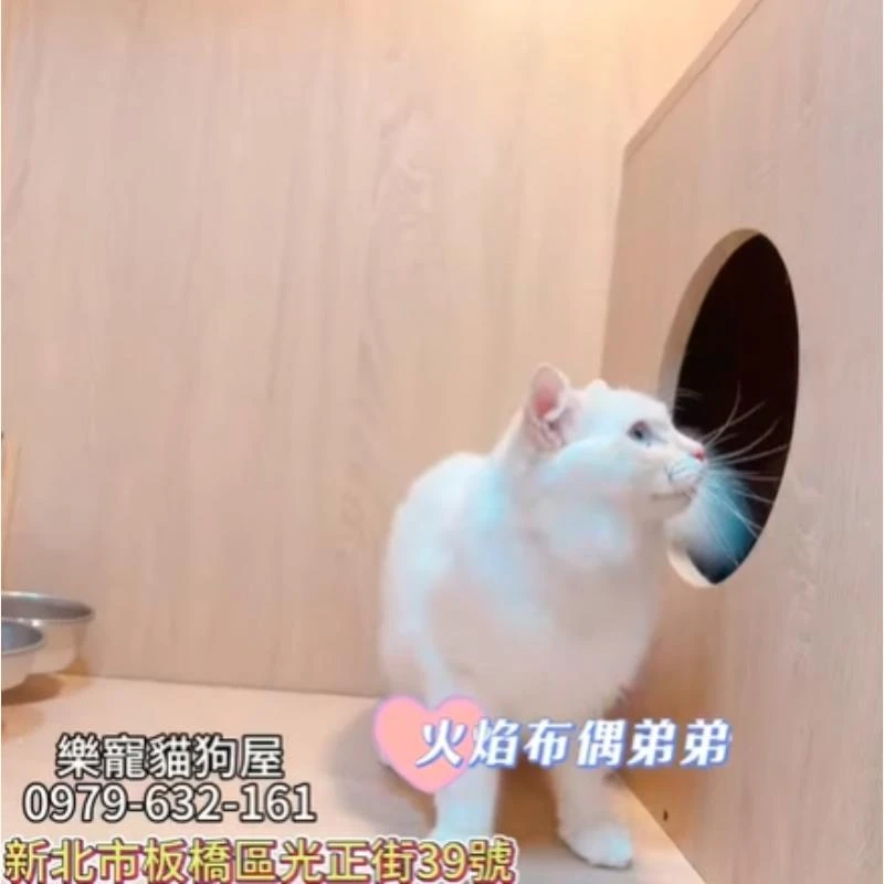 火焰布偶弟弟