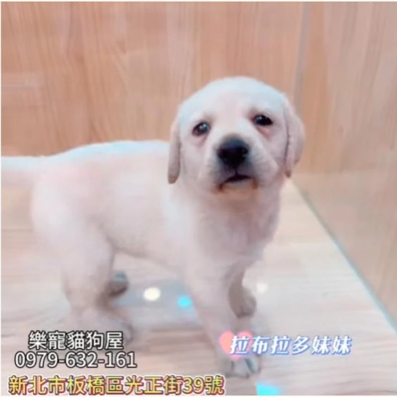 拉不拉多妹妹