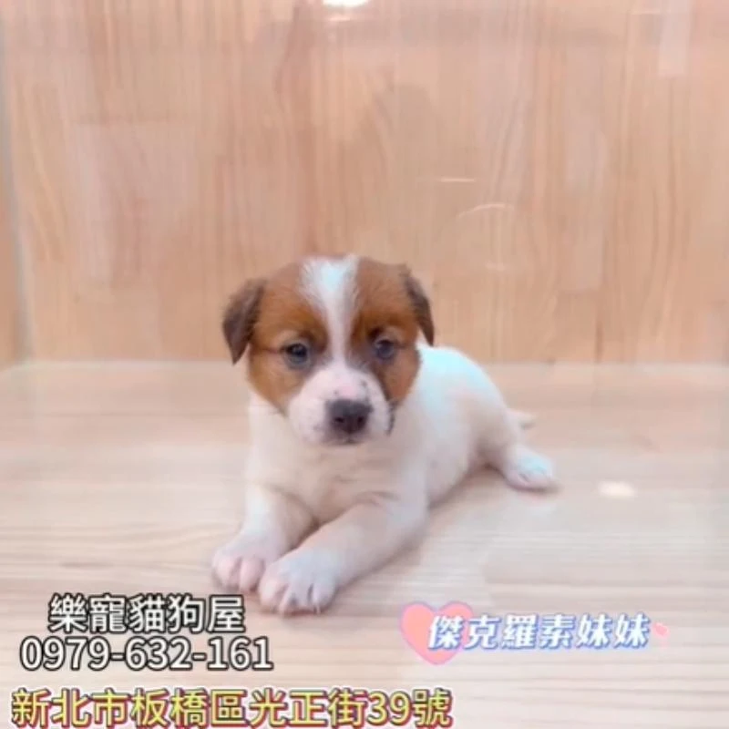傑克羅素妹妹
