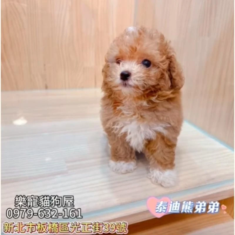泰迪熊弟弟