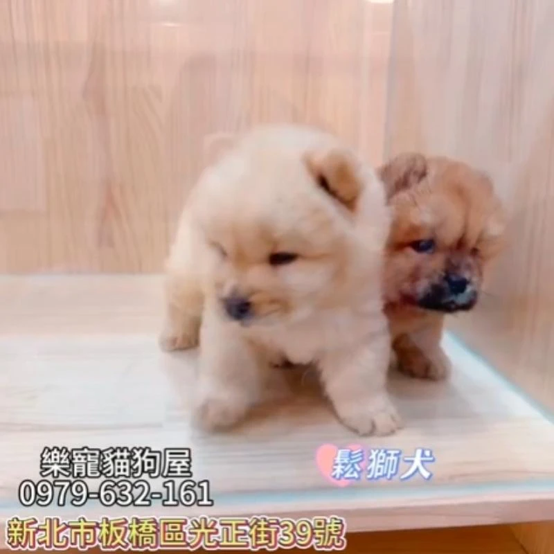 鬆獅犬