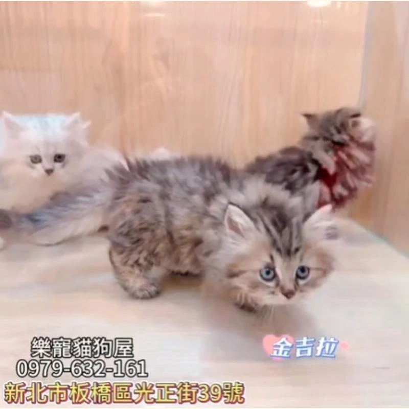 金吉拉