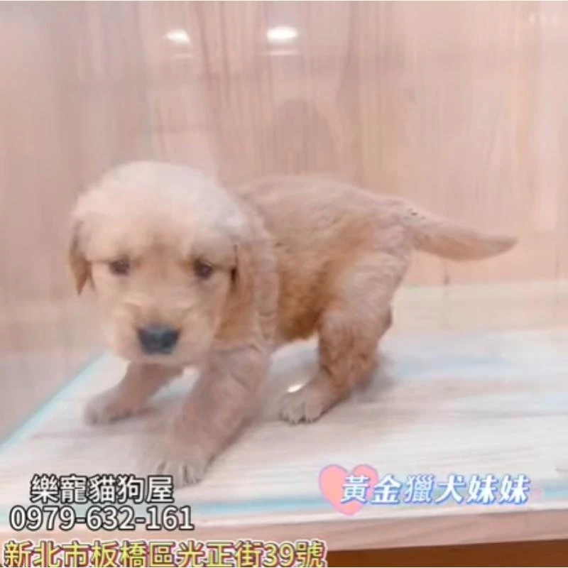 黃金獵犬妹妹