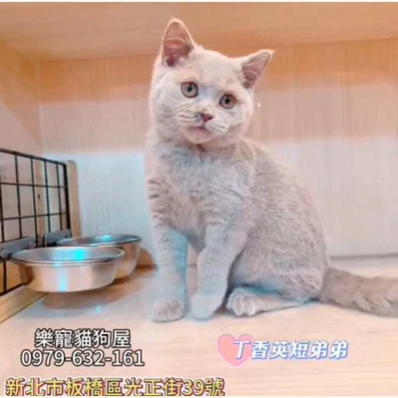 丁香英短弟弟