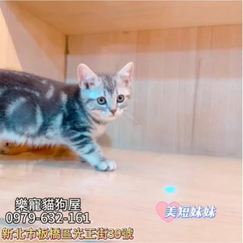 美短妹妹,美國短毛貓