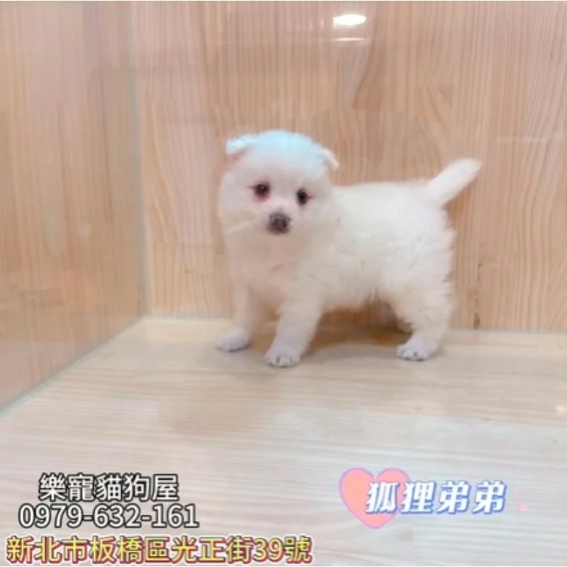 狐狸弟弟