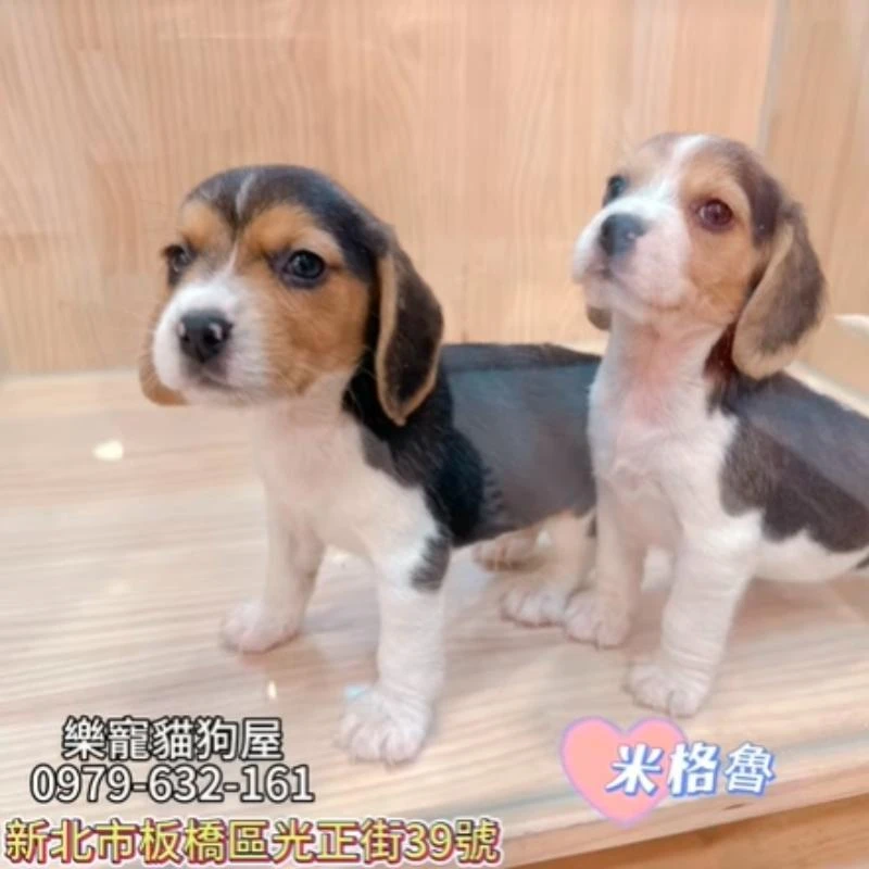 米格魯