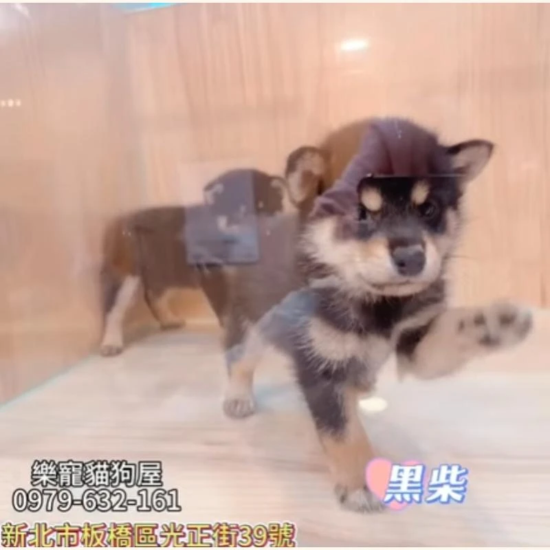 黑柴,柴犬