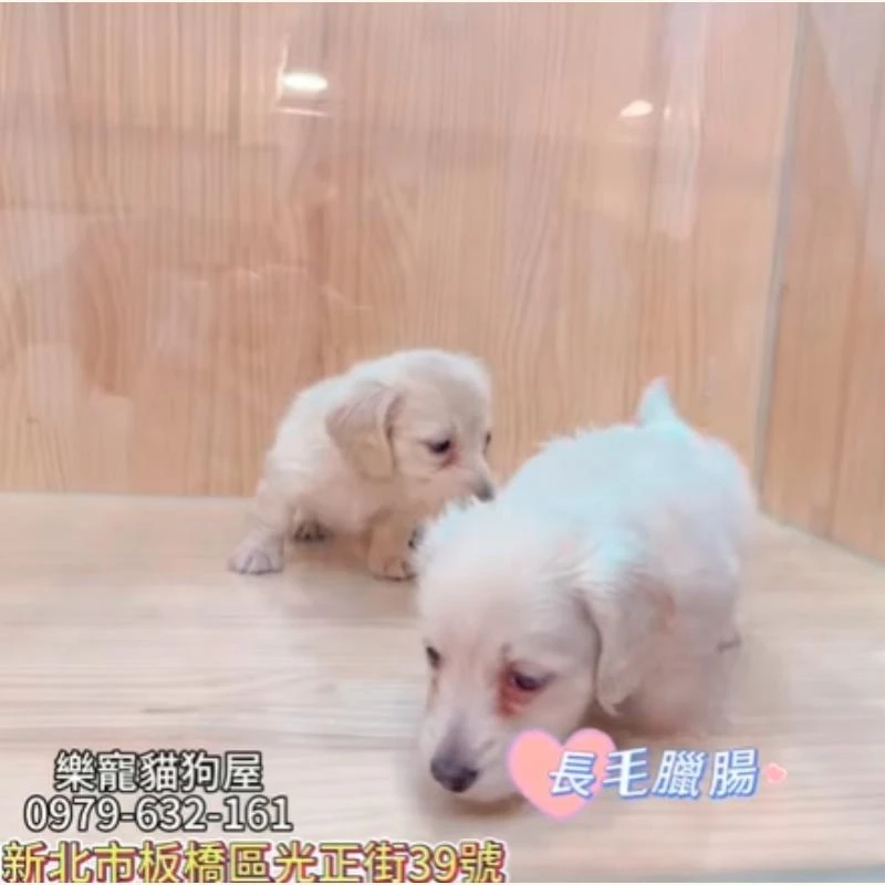 長毛臘腸