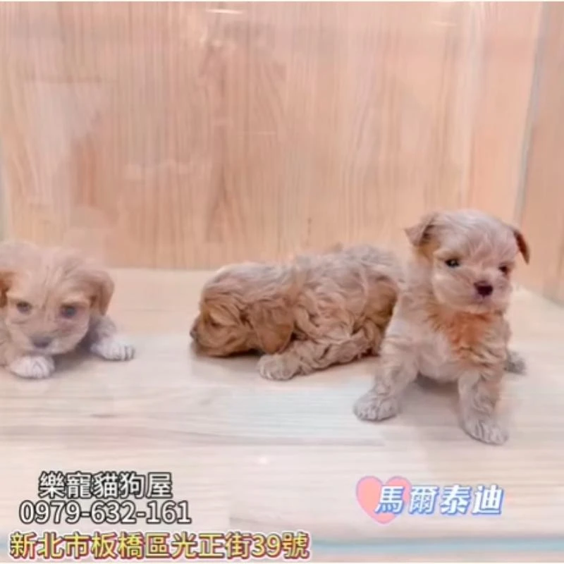 馬爾泰迪