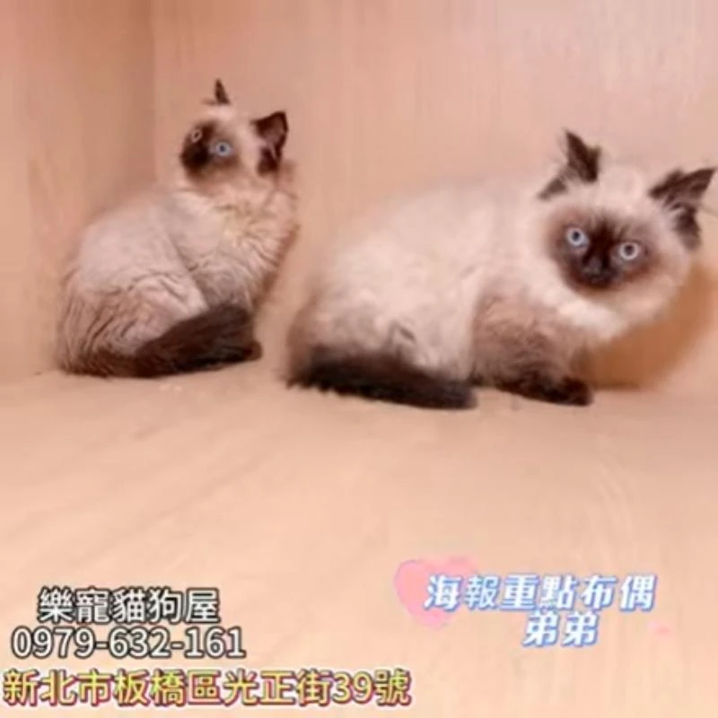 海報重點布偶弟弟