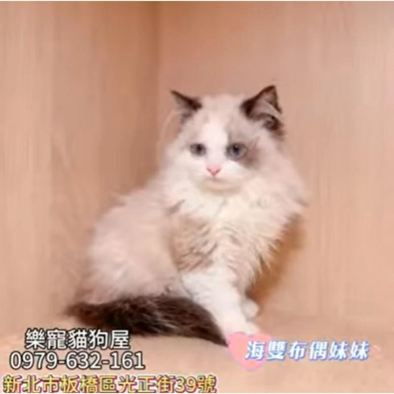 海雙布偶妹妹