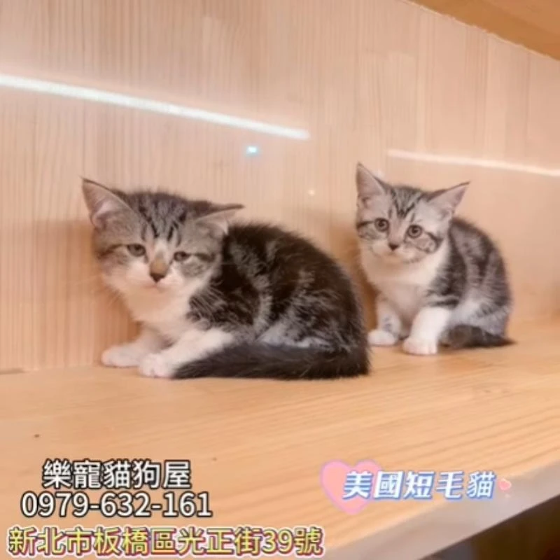 美國短毛貓,美短