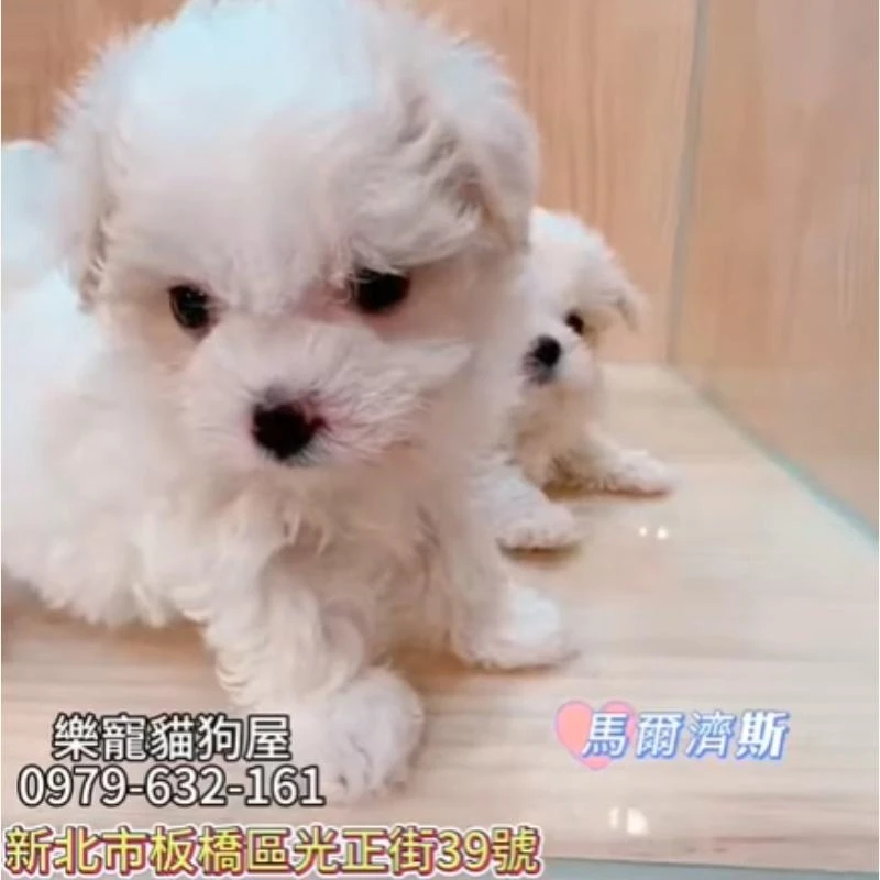 馬爾濟斯
