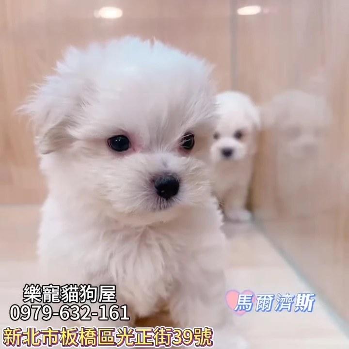 馬爾濟斯