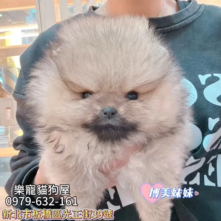 博美妹妹,博美