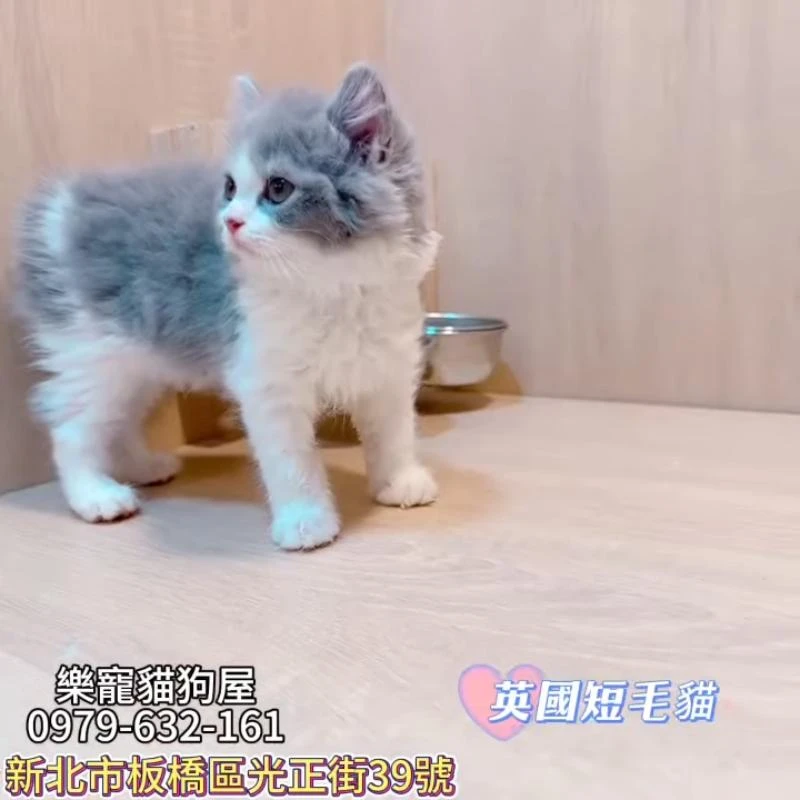 英國短毛貓,英短