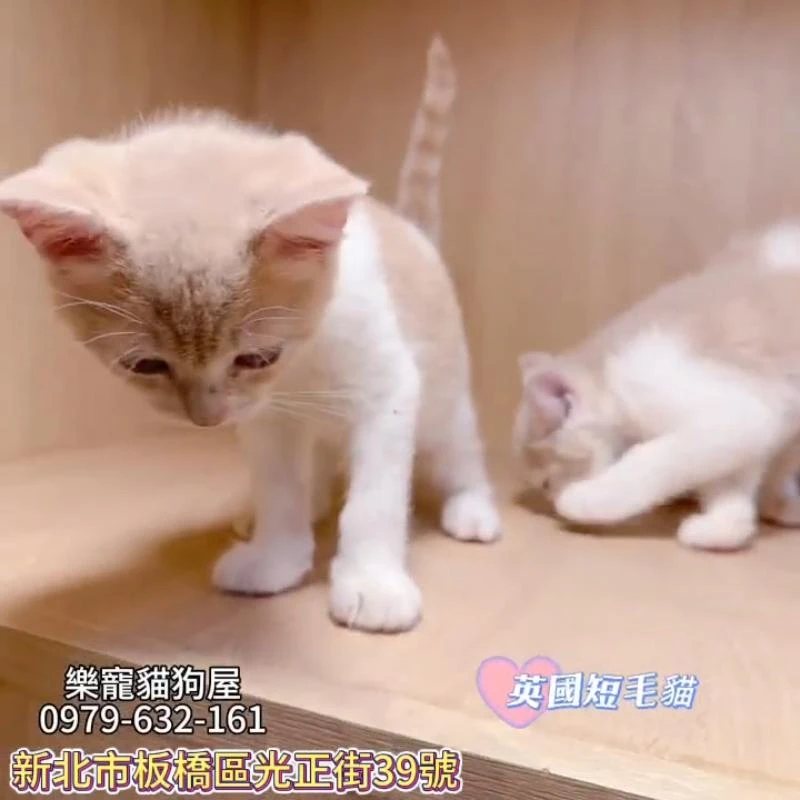 英國短毛貓