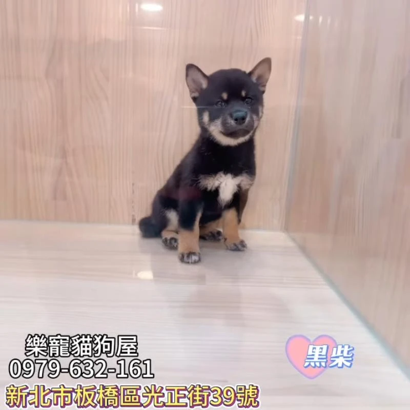 黑柴,柴犬