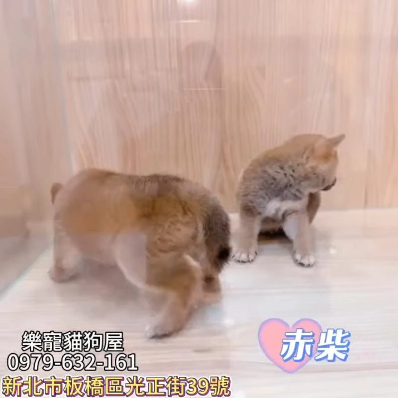 赤柴,柴犬