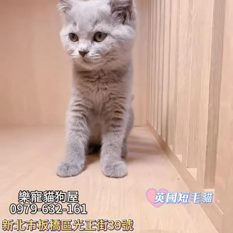英國短毛貓,英短