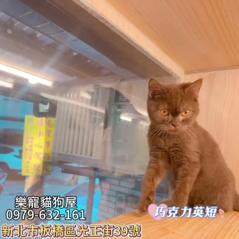 巧克力英短