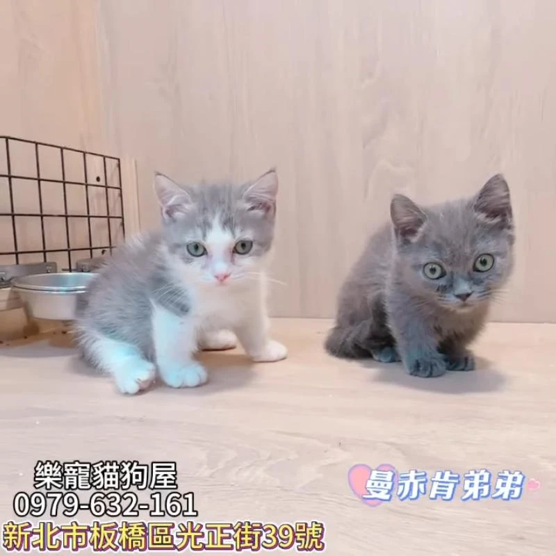 曼赤肯弟弟