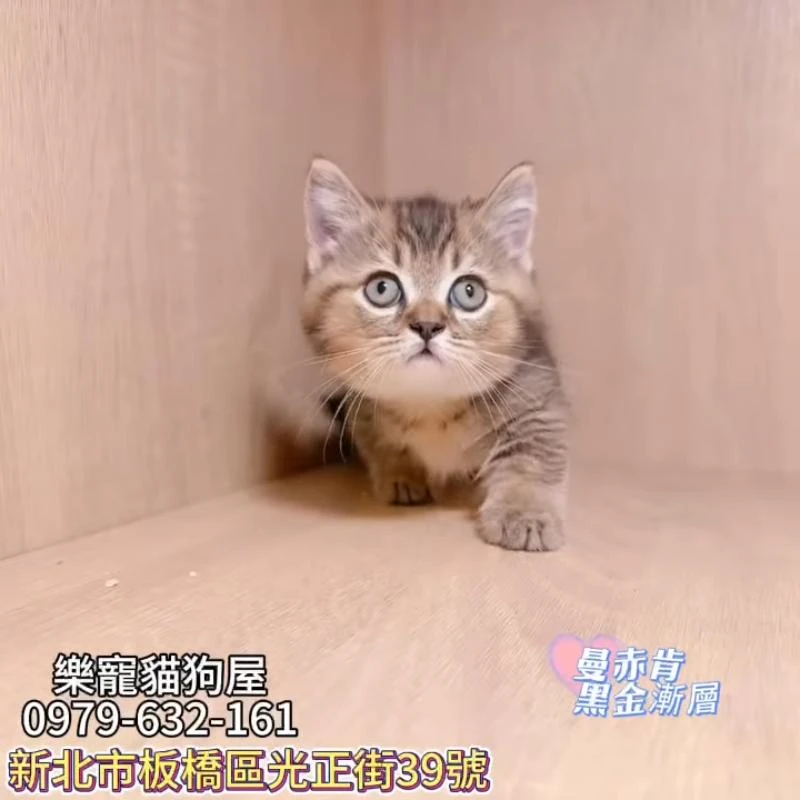 曼赤肯黑金漸層,曼赤肯