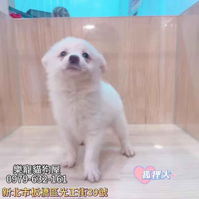 狐狸犬