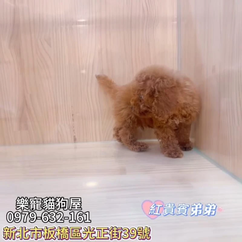 紅貴賓弟弟,貴賓