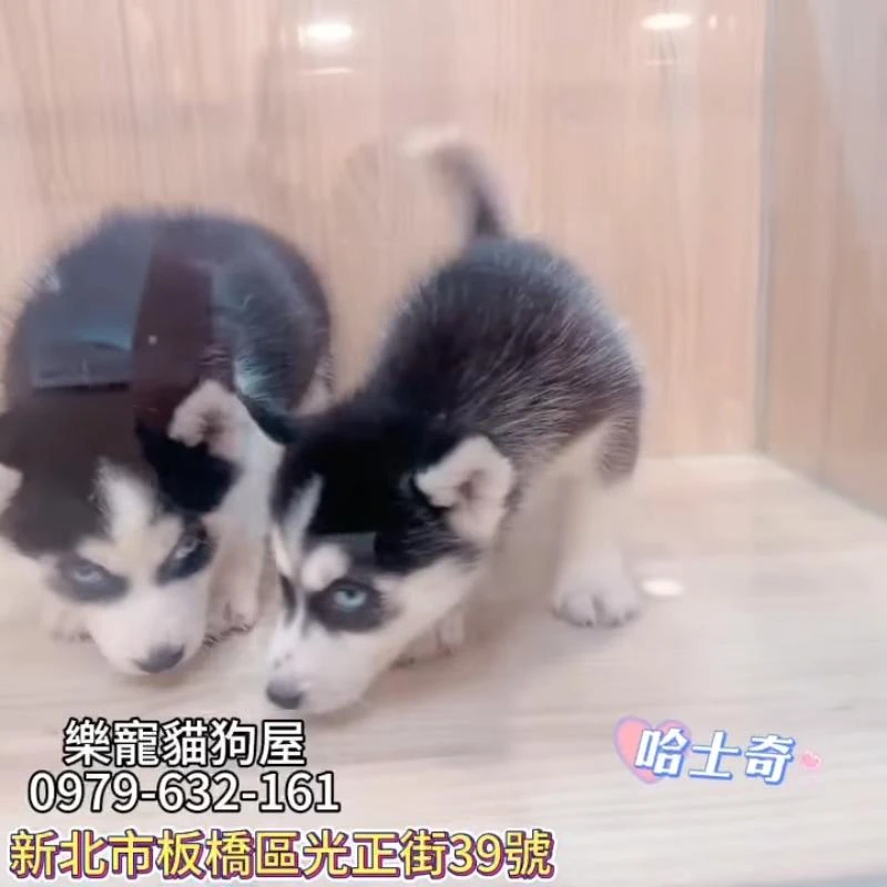 哈士奇