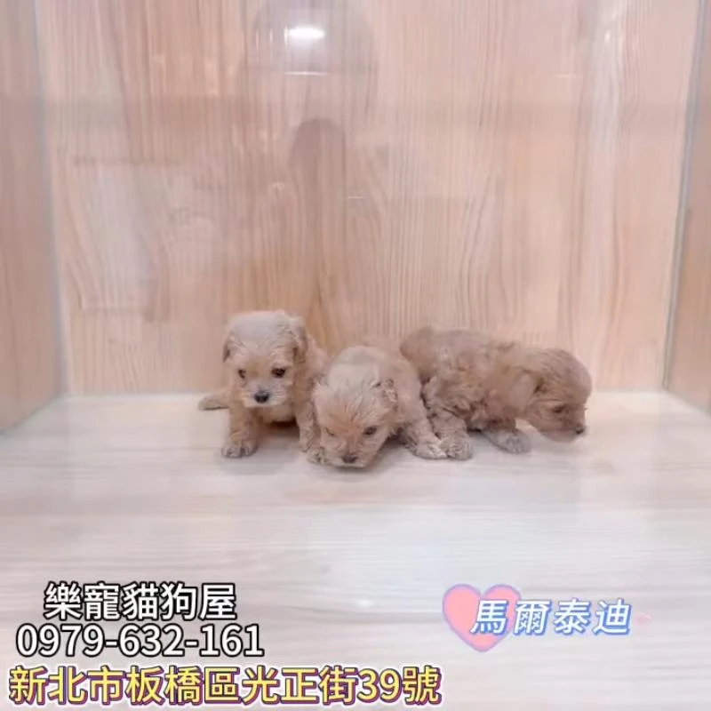馬爾泰迪