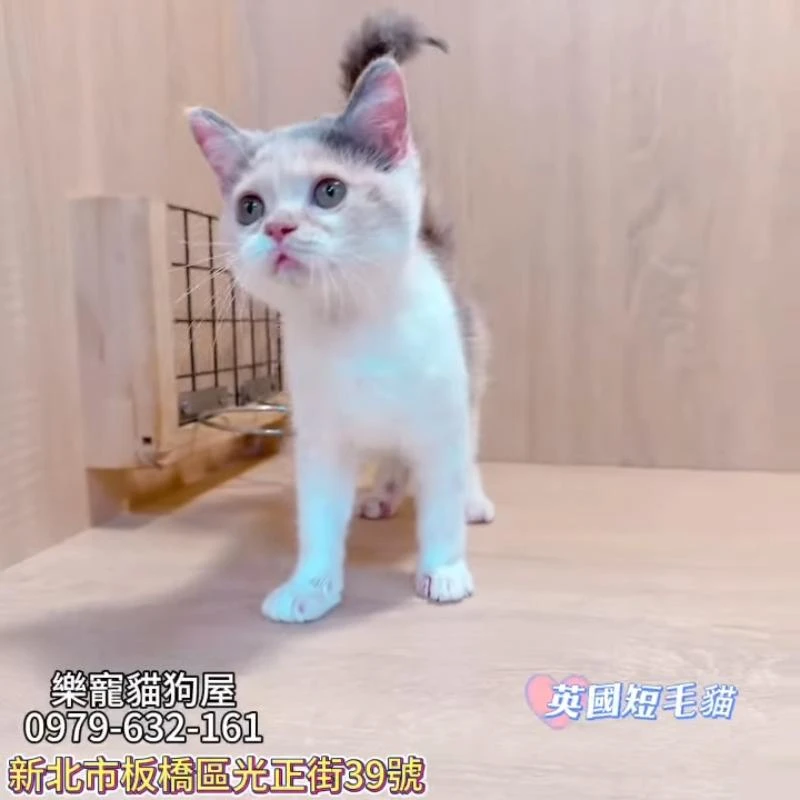 英國短毛貓,英短