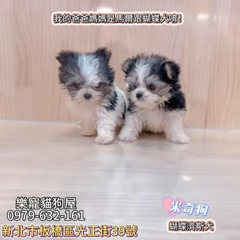 米奇狗