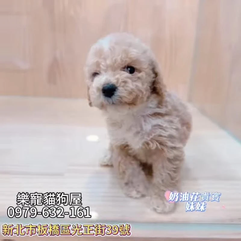 奶油花貴賓妹妹,貴賓