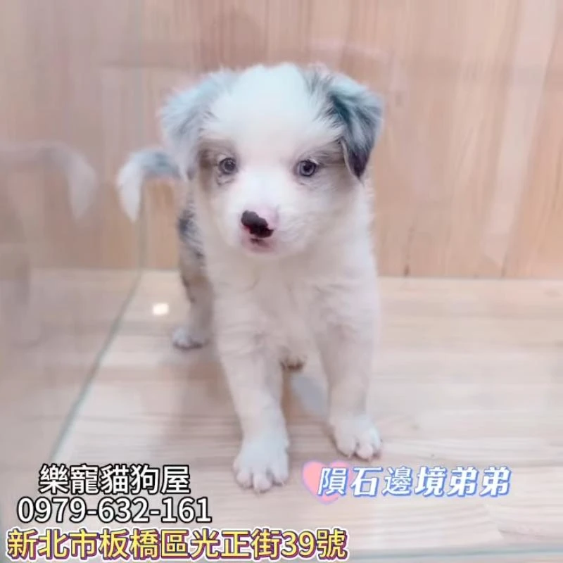 隕石邊境弟弟