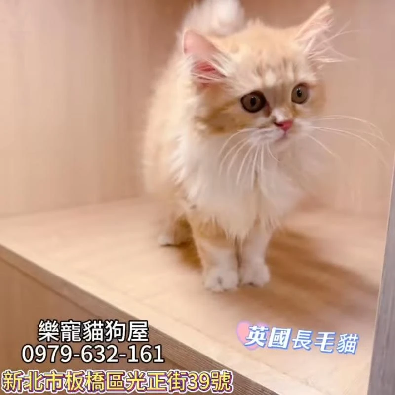 英國長毛貓,英長