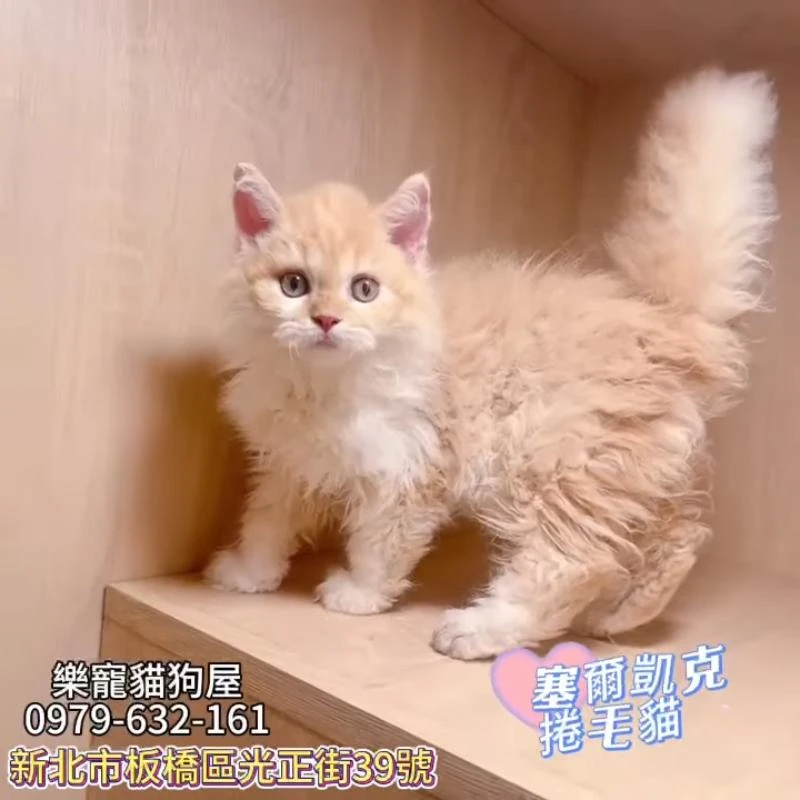 賽爾凱克捲毛貓