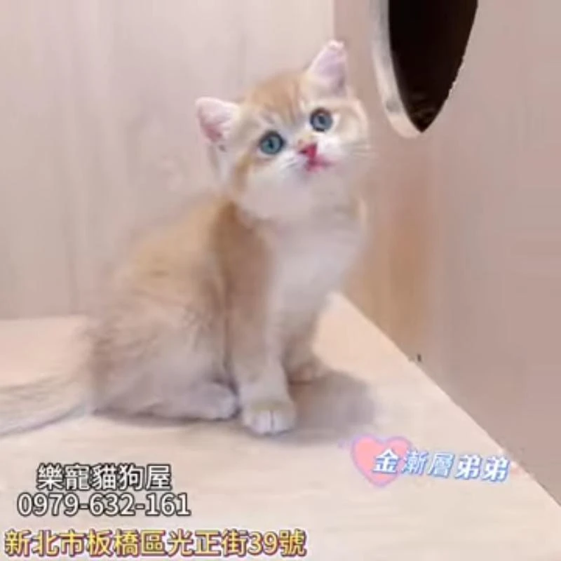 金漸層弟弟