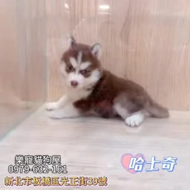 哈士奇