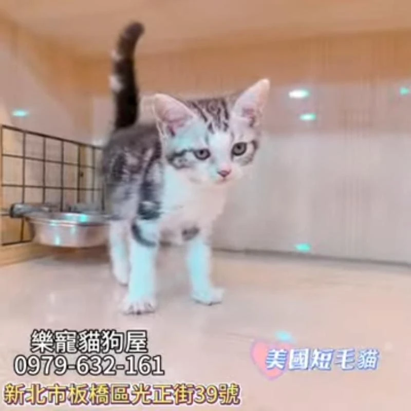 美國短毛貓,美短