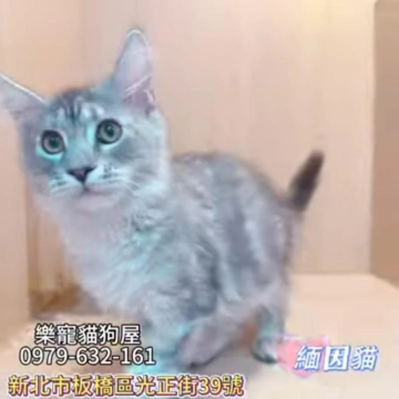 緬因貓