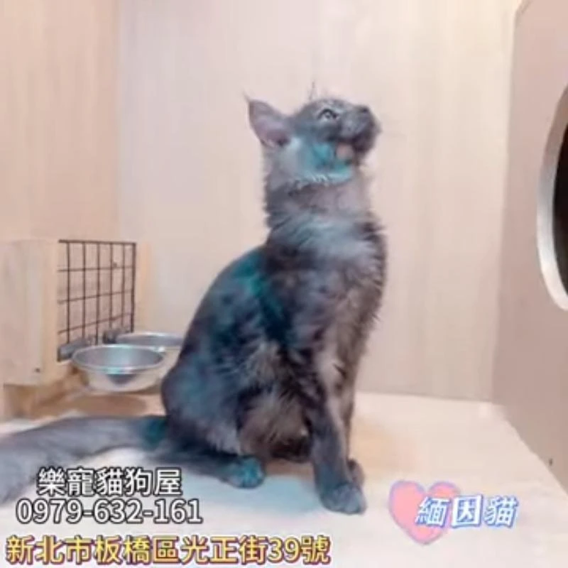 緬因貓
