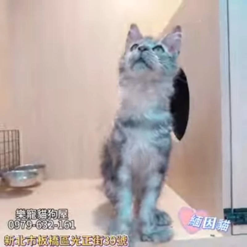 緬因貓