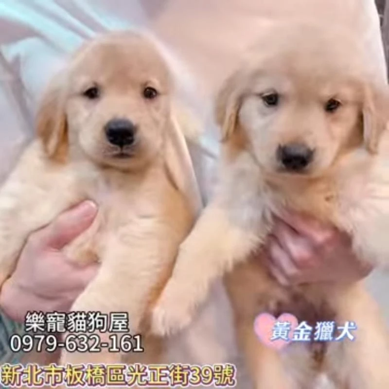 黃金獵犬