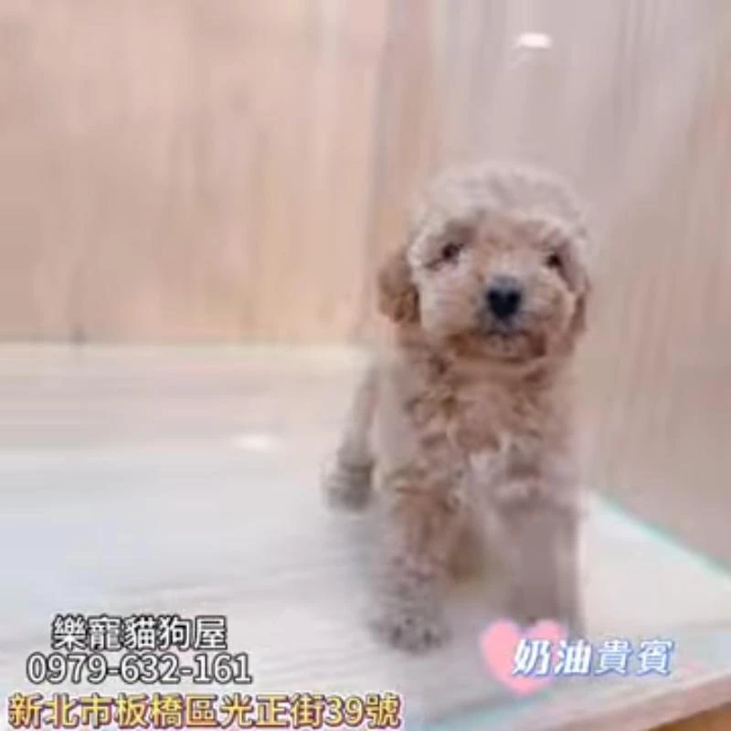 奶油貴賓 貴賓
