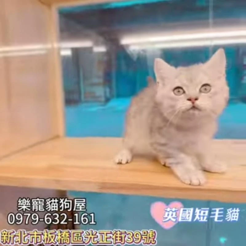 英國短毛貓,英短