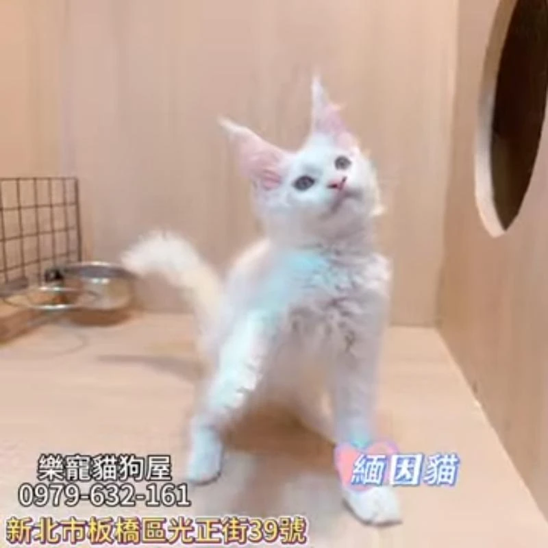 緬因貓
